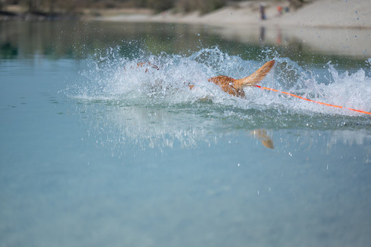 Fuchsroter Labrador Retriever springt zum Apportieren ins Wasser © Matthias