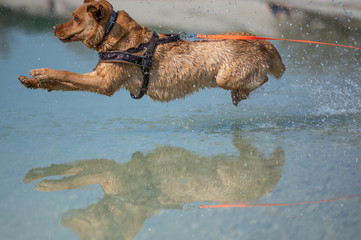 Fuchsroter Labrador Retriever springt zum Apportieren ins Wasser