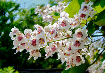 trumpet tree with white blossom