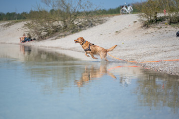 Fuchsroter Labrador Retriever springt zum Apportieren ins Wasser