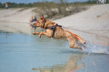 Fuchsroter Labrador Retriever springt zum Apportieren ins Wasser