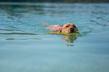 Fuchsroter Labrador Retriever schwimmt im Wasser