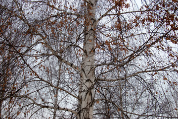 Forest on white snow in the early morning
