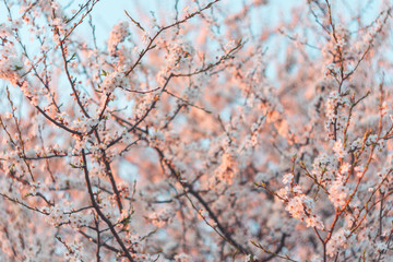 blooming cherry branches in spring on a sunset background