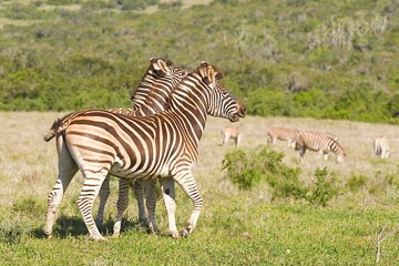 Fototapeta na wymiar two Burchell's zebras playing in a savanna area on a hot summers day