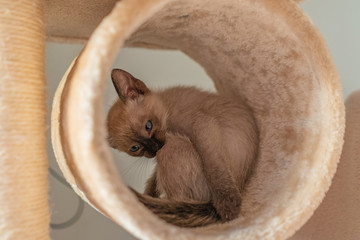 Funny cute small Siamese kitten hiding in the cat house. Purebred six weeks old Siamese cat with blue almond shaped eyes on beige tunnel background