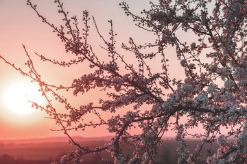 blooming cherry branches in spring on a sunset background