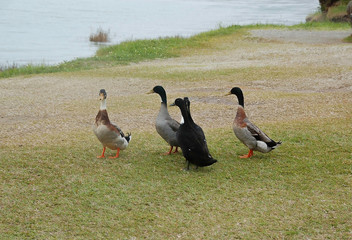 Group of ducks walking near the Furnas lake. Sao Miguel, Azores, Portugal, Europe.
