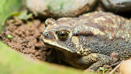 FROG IN A REST POSITION