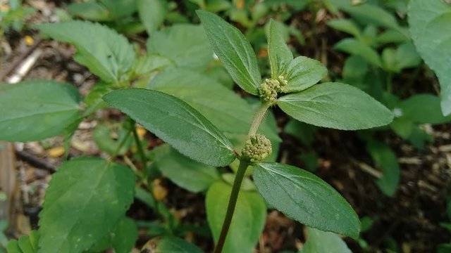 Euphorbia hirta with natural background