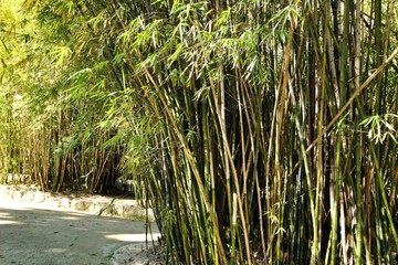 Bamboo plant forest in the botanical Garden of Lisbon