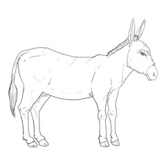 Sketch Donkey. Vector Hand Drawn Illustration