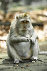 A long-tailed macaque is sitting in the Ubud Monkey Forest. The Ubud Monkey Forest is the sanctuary and natural habitat of the Balinese long-tailed Monkey. Ubud, Bali, Indonesia.