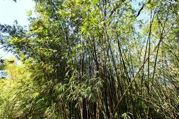 Fototapeta premium Bamboo plant forest in the botanical Garden of Lisbon