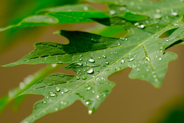 water drops on papaya leaf