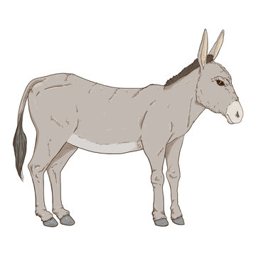 Cartoon Donkey. Vector Hand Drawn Illustration.