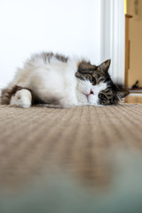 Norwegian forest cat sleeping on floor mat