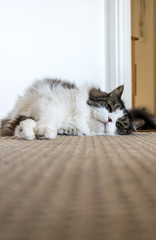 Norwegian forest cat sleeping on floor mat