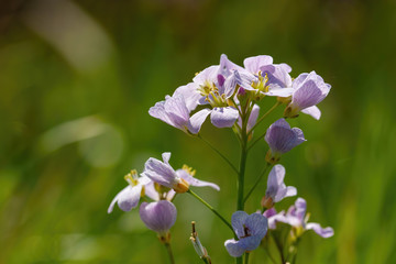 purple flowers in spring