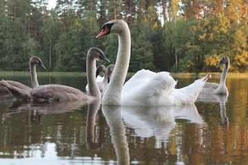 swans on a lake in the autumn forest