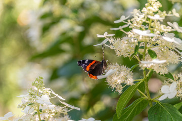 A butterfly on a hydrangea bush. Greeting card.