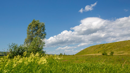 flowering meadow on a sunny day
