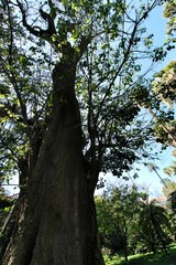 Fototapeta premium Majestic Erythrina Caffra tree at the Botanical Garden of Lisbon