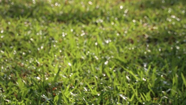 Beauty of nature. Defocused view of sparkling water droplets on tropical carpet grass and spraying water