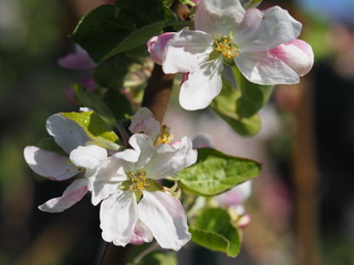 apple tree blossom