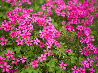 pink flowers in the garden