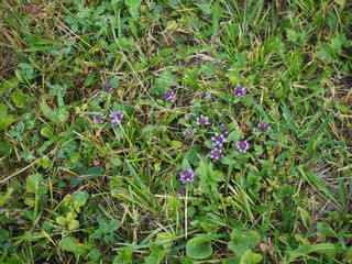 spring flowers in the grass