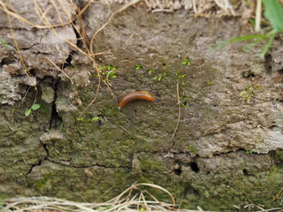 Slime on stone surface after rain