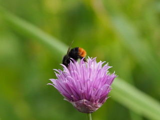 bumblebee on a flower