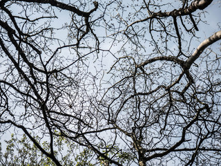 tree branches against blue sky