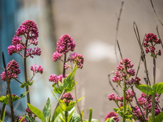 pink flowers in the garden
