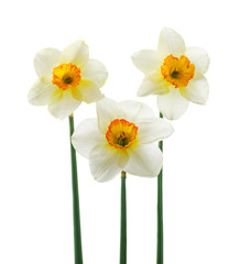 Spring floral border, beautiful fresh daffodils flowers, isolated on white background. Selective focus