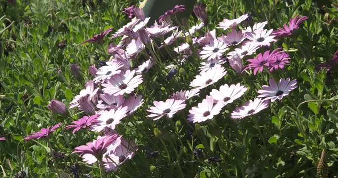 Mediterranean garden with  African daisy flowers (Dimorphotheca pluvialis). Bush of daisies in spring with pink and red flowers.