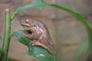 rana