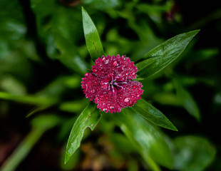 pink flower in nature