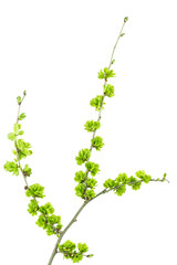 Naklejka premium Elm tree branch with green smaras isolated on white