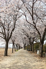 한국 경기도 시흥시 시흥갯골생태공원 입니다