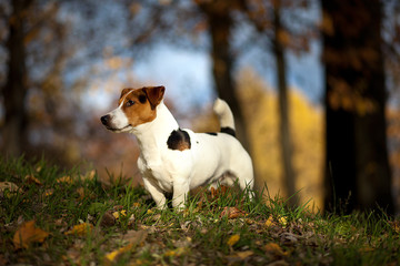 jack russell terrier  in the park