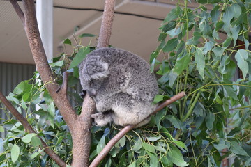 koala