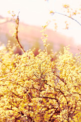 산골에서 봄을 알리는 가장 빠른 꽃 산수유