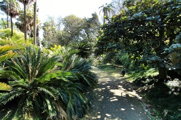 Leafy and green gardens at the Botanical Garden of Lisbon