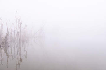 Blurred for background.Dead trees perennial in the swamp of the winter morning with thick fog covered.