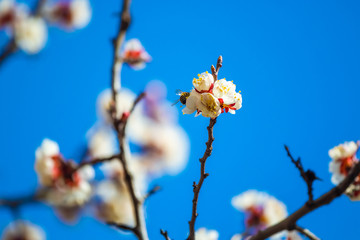 Macro blossoms tree in spring with bee, flowers with wasps on a background of blue sky