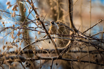 Beautiful sparrow on a spring flowering tree
