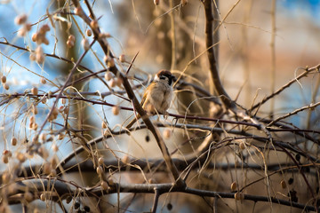 Beautiful sparrow on a spring flowering tree