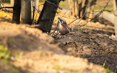 Eurasian Jay looking for food spring day